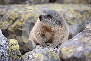 Alpine marmot Marmota marmota latirostris in the wild. Tatra Mountains