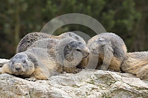 Alpine marmot, Marmota Marmota, one of the big rodents