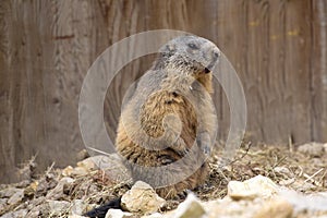 Alpine marmot, Marmota Marmota, one of the big rodents