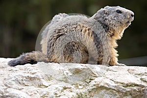 Alpine marmot, Marmota Marmota, one of the big rodents