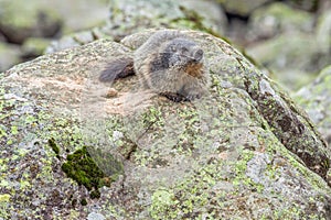 Alpine marmot (Marmota marmota) on a rock