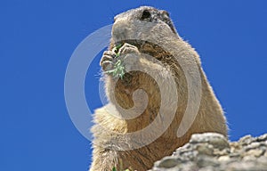 Alpine Marmot, marmota marmota, South of France, Adult eating Plant