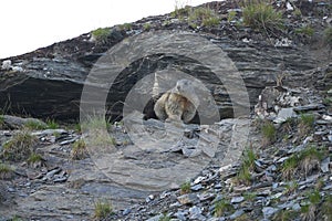 Alpine Marmot Marmota Marmota Switzerland Alps Mountains