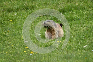 Alpine Marmot Marmota Marmota Switzerland Alps Mountains