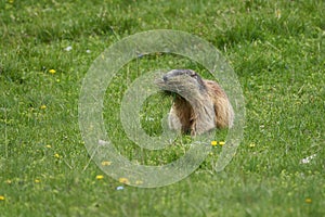 Alpine Marmot Marmota Marmota Switzerland Alps Mountains