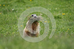 Alpine Marmot Marmota Marmota Switzerland Alps Mountains