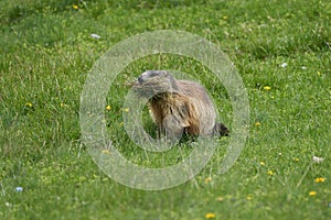 Alpine Marmot Marmota Marmota Switzerland Alps Mountains