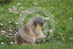 Alpine Marmot Marmota Marmota Switzerland Alps Mountains