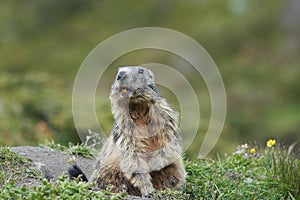 Alpine Marmot Marmota Marmota Switzerland Alps Mountains