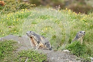 Alpine Marmot Marmota Marmota Switzerland Alps Mountains