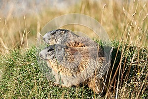 Alpine Marmot Marmota Marmota Switzerland Alps Mountains