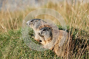 Alpine Marmot Marmota Marmota Switzerland Alps Mountains