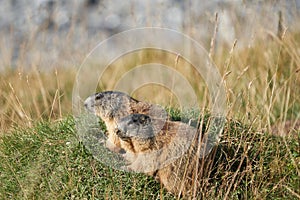 Alpine Marmot Marmota Marmota Switzerland Alps Mountains