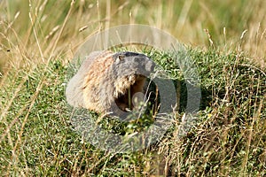 Alpine Marmot Marmota Marmota Switzerland Alps Mountains