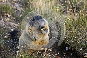 Alpine marmot photo