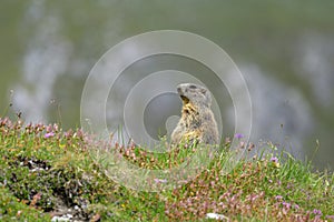 An alpine marmot in a meadow on a sunny day in summer