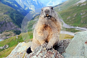 An Alpine marmot in the mountains shows its teeth