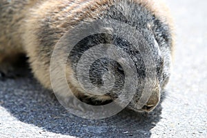 Alpine Marmot on Parking Place at Swiss Alps. Europe