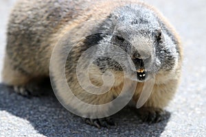 Alpine Marmot on Parking Place at Swiss Alps. Europe