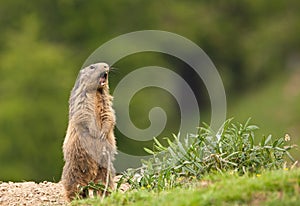 An Alpine Marmot raising the alarm photo