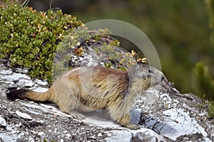 Montana alta marmota sobre el la roca 