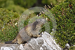 Alpine marmot on rock