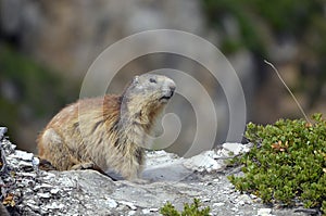 Montana alta marmota sobre el la roca 