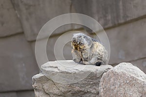 Alpine marmot sits on a stone