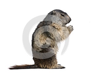 Alpine Marmot sitting against white background