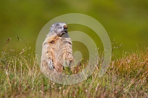Alpine marmot standing on rear legs and looking out for danger on horizon