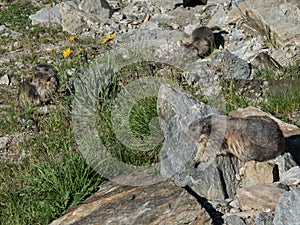 Alpine Marmot on summer pasture