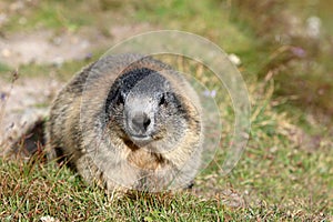 Alpine Marmot at Swiss Alps. Switzerland. Europe