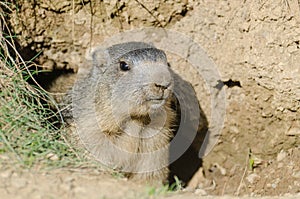 Alpine marmot photo