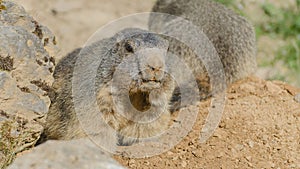 Alpine marmots