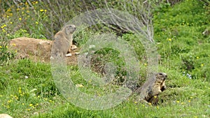 Alpine marmots in  the Alps of Austria One marmot on the burrow and one marmot crawls out of the burrow