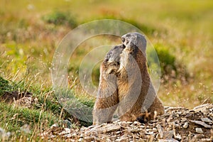 Alpine marmots hugging and touching with noses near den.