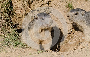 Alpine marmots photo