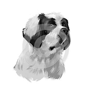 Alpine Mastiff dog digital art illustration in black and white color. Extinct Molosser dog breed of gigantic size, dog with brown