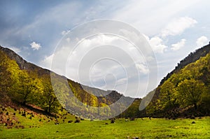 Alpine meadow photo