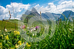 Alpine meadow