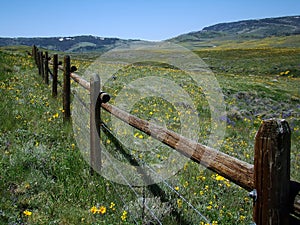 Alpine Meadow