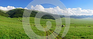 Alpine meadow at Asy Plateau