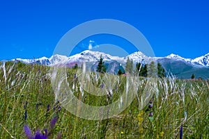 Alpine meadow on a background of snowy mountains