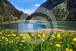 Alpine meadow with beautiful dandelion flowers near a lake in the mountains. Stilluptal, Austria, Tyrol.