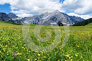 Alpine meadow with beautiful yellow flowers near Walderalm. Austria, Tirol