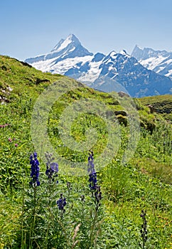 Alpine meadow with blue monkshood flowers, view to Schreckhorn and Lauberhorn mountains, switzerland