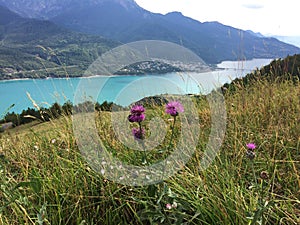 Alpine meadow with Centaurea scabiosa var. alpestris blooming in foreground with the beautiful panorama of the Serre PonÃ§on Lake