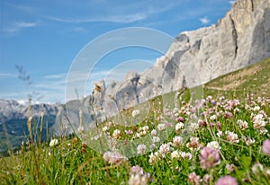Alpine meadow with clover