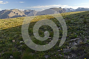 Alpine meadow in Colorado Rocky Mountains