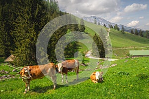 Alpine meadow with cows and rustic houses in Berchtesgaden National Park